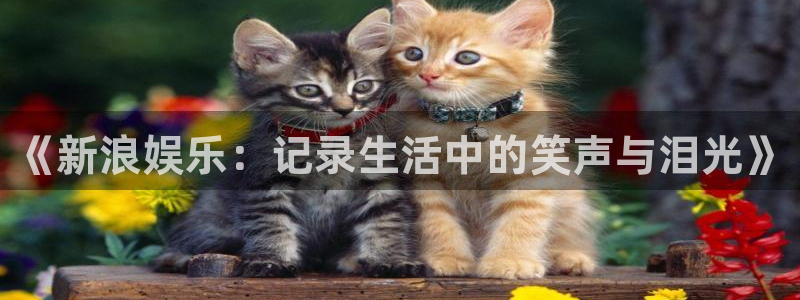 山东聚富金属制品有限公司：《新浪娱乐：记录生活中的笑声与泪光》